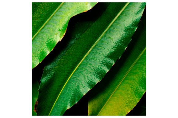 Download Watercolor Leaf Pattern - Leaf pattern Collection