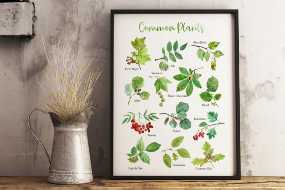 Download Common Plants Clip Arts and Poster - Plants Collection